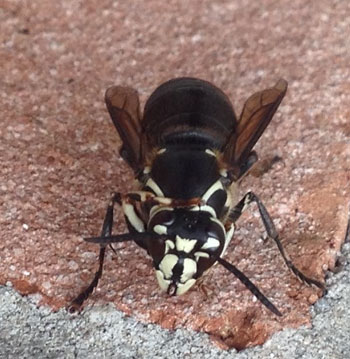 late summer bee and wasp control