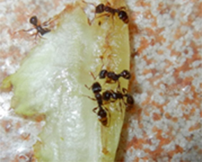 pest control richmond hill ants