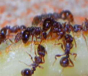 pest control stouffville ants