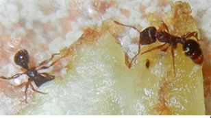 pest control markham ants
