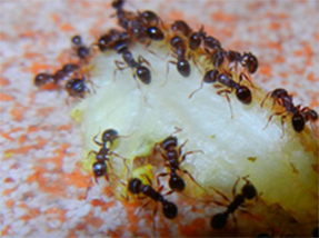 pest control oshawa ants