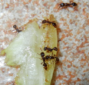 pest control pickering ants