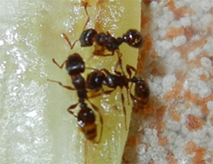 pest control vaughan ants