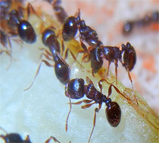 pest library ant appearance and behaviour