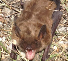 pest library bat appearance and behaviour