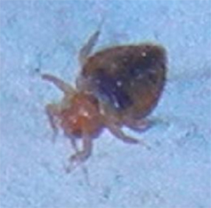 pest control markham bed bugs