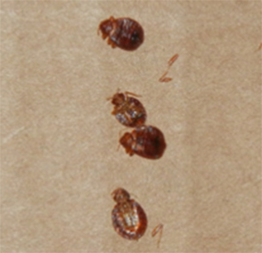 pest control pickering bed bugs