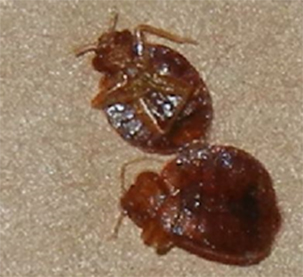 pest control vaughan bed bugs