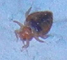 pest library bed bug appearance and behaviour