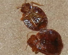 pest control richmond hill bed bugs