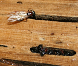 pest control stouffville carpenter ants