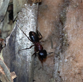 pest control oshawa carpenter ants