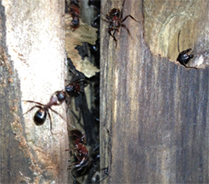 pest control pickering carpenter ants
