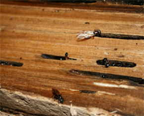 pest control richmond hill carpenter ants