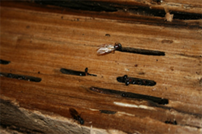 carpenter ants