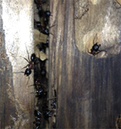 Uxbridge carpenter ant control
