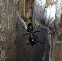 pest control whitby carpenter ants