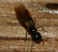 pest library carpenter ant appearance