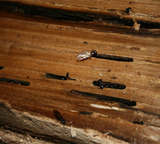 pest library carpenter ant behaviour