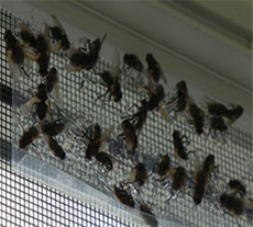 pest control cluster fly appearance and behaviour