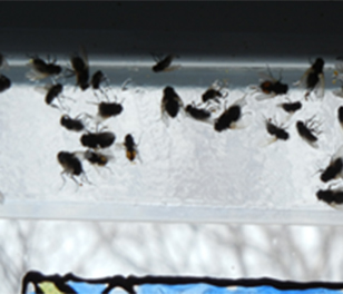 pest control stouffville cluster flies