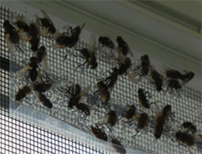 pest control pickering cluster flies