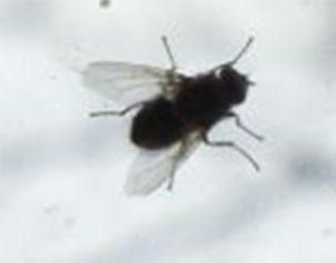 pest control vaughan cluster flies