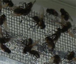 pest control whitby cluster flies