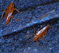 pest library cockroach control