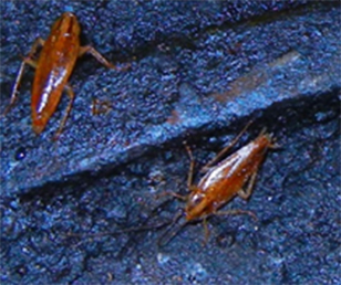 pest control markham cockroaches