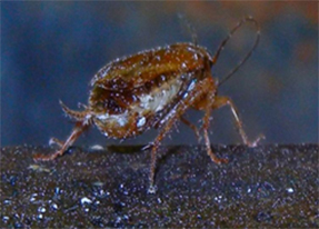 pest control oshawa cockroaches