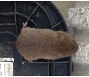 pest control stouffville rodents