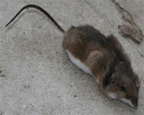 pest control richmond hill rodents