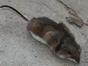 pest control markham rodents