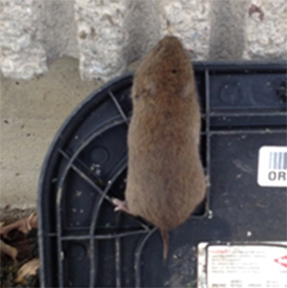 pest control oshawa rodents