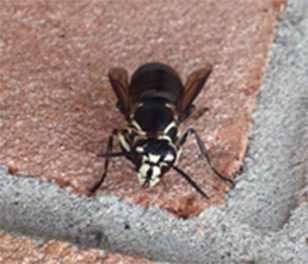 pest control stouffville wasps