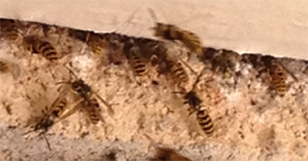 pest contorl markham wasps