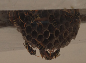 pest control oshawa wasps