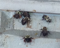 wasps uxbridge