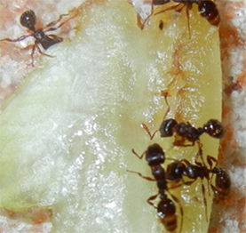 pest control ajax ants