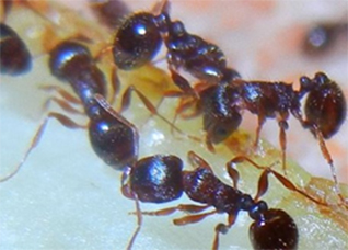 pest control aurora ants