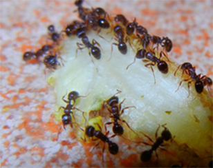 ants kawartha lakes