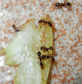 pest control port perry ants