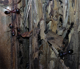 pest control ajax carpenter ants