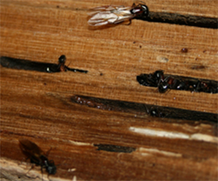 carpenter ants kawartha lakes