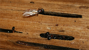 pest control king city carpenter ants