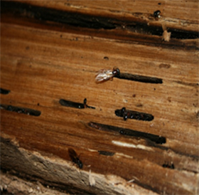 pest control port perry carpenter ants
