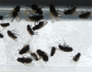 cluster flies kawartha lakes