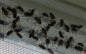 pest control king city cluster flies