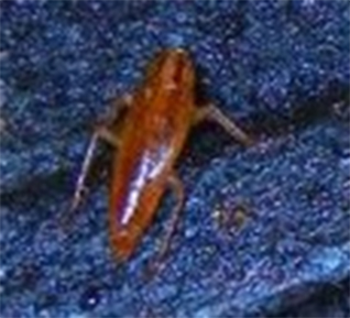 pest control aurora cockroaches